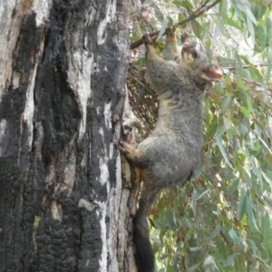 Trichosurus vulpecula at Jerrabomberra, NSW - 6 Aug 2022