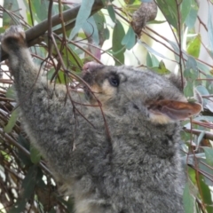 Trichosurus vulpecula at Jerrabomberra, NSW - 6 Aug 2022