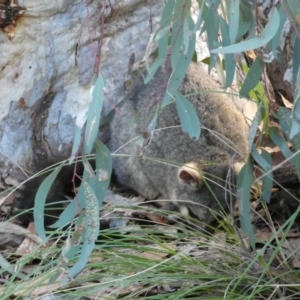 Trichosurus vulpecula at Jerrabomberra, NSW - 6 Aug 2022