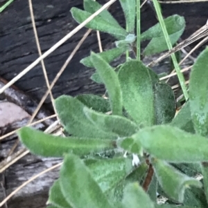 Persoonia rigida at O'Connor, ACT - 6 Aug 2022