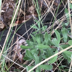 Persoonia rigida at O'Connor, ACT - 6 Aug 2022