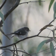 Petroica rosea (Rose Robin) at Mount Jerrabomberra QP - 6 Aug 2022 by SteveBorkowskis