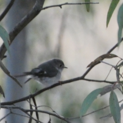 Petroica rosea (Rose Robin) at Jerrabomberra, NSW - 6 Aug 2022 by Steve_Bok