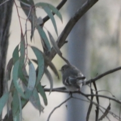 Petroica rosea at Jerrabomberra, NSW - 6 Aug 2022 06:14 PM