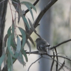 Petroica rosea at Jerrabomberra, NSW - 6 Aug 2022