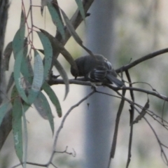 Petroica rosea at Jerrabomberra, NSW - 6 Aug 2022 06:14 PM