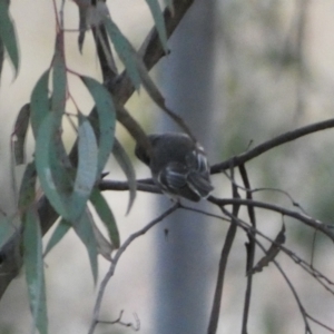 Petroica rosea at Jerrabomberra, NSW - 6 Aug 2022 06:14 PM
