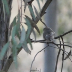 Petroica rosea at Jerrabomberra, NSW - 6 Aug 2022 06:14 PM