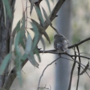 Petroica rosea at Jerrabomberra, NSW - 6 Aug 2022 06:14 PM