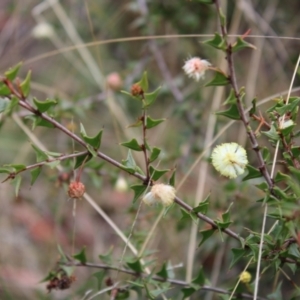 Acacia gunnii at Acton, ACT - 6 Aug 2022