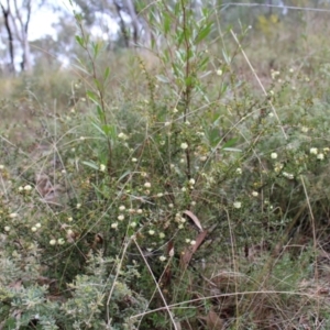 Acacia gunnii at Acton, ACT - 6 Aug 2022 12:34 PM