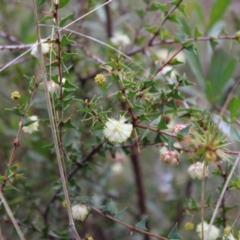 Acacia gunnii at Acton, ACT - 6 Aug 2022 12:34 PM