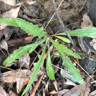 Senecio phelleus (Rock Fireweed) at Acton, ACT - 6 Aug 2022 by Tapirlord