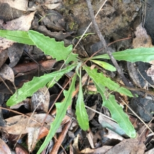 Senecio phelleus at Acton, ACT - 6 Aug 2022