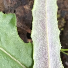 Senecio phelleus at Acton, ACT - 6 Aug 2022 03:30 PM