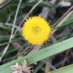 Coronidium oxylepis subsp. lanatum (Woolly Pointed Everlasting) at Yarralumla, ACT - 6 Aug 2022 by Tapirlord