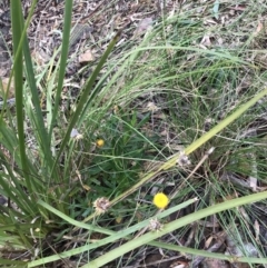 Coronidium oxylepis subsp. lanatum at Yarralumla, ACT - 6 Aug 2022 02:52 PM