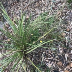 Coronidium oxylepis subsp. lanatum at Yarralumla, ACT - 6 Aug 2022 02:52 PM