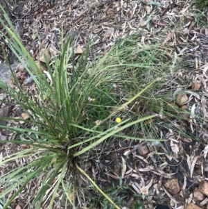 Coronidium oxylepis subsp. lanatum at Yarralumla, ACT - 6 Aug 2022 02:52 PM