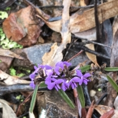 Hovea heterophylla (Common Hovea) at Bruce, ACT - 6 Aug 2022 by Tapirlord