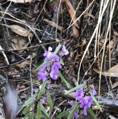 Hovea heterophylla at Bruce, ACT - 6 Aug 2022 02:06 PM