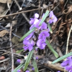 Hovea heterophylla at Bruce, ACT - 6 Aug 2022 02:06 PM