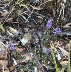 Hovea heterophylla at Bruce, ACT - 6 Aug 2022 02:06 PM