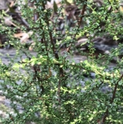 Olearia microphylla (Olearia) at Bruce, ACT - 6 Aug 2022 by Tapirlord