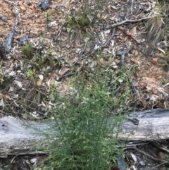 Olearia microphylla at Bruce, ACT - 6 Aug 2022 02:05 PM