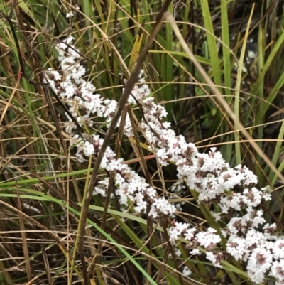 Leucopogon attenuatus (Small-leaved Beard Heath) at Bruce, ACT - 6 Aug 2022 by Tapirlord