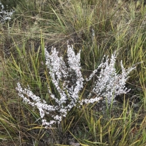 Styphelia attenuata at Bruce, ACT - 6 Aug 2022