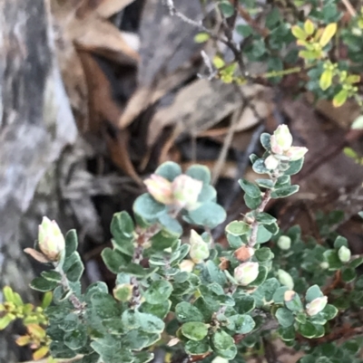 Brachyloma daphnoides (Daphne Heath) at Acton, ACT - 6 Aug 2022 by Tapirlord