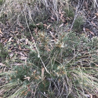 Hakea decurrens subsp. decurrens (Bushy Needlewood) at Acton, ACT - 6 Aug 2022 by Tapirlord