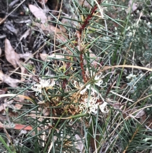 Hakea decurrens subsp. decurrens at Acton, ACT - 6 Aug 2022 01:27 PM