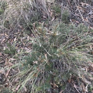 Hakea decurrens subsp. decurrens at Acton, ACT - 6 Aug 2022