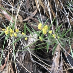 Acacia lanigera var. lanigera (Woolly Wattle, Hairy Wattle) at Acton, ACT - 6 Aug 2022 by Tapirlord