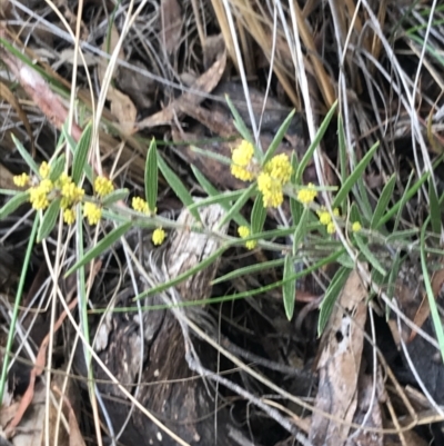 Acacia lanigera var. lanigera (Woolly Wattle, Hairy Wattle) at Acton, ACT - 6 Aug 2022 by Tapirlord