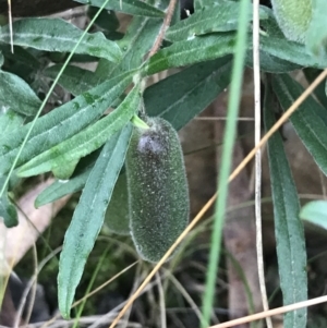 Billardiera scandens at Acton, ACT - 6 Aug 2022