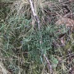 Billardiera scandens at Acton, ACT - 6 Aug 2022