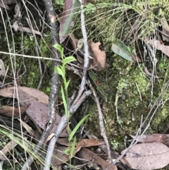 Bunochilus umbrinus (ACT) = Pterostylis umbrina (NSW) (Broad-sepaled Leafy Greenhood) by Tapirlord