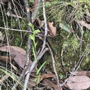 Bunochilus umbrinus (ACT) = Pterostylis umbrina (NSW) at suppressed - suppressed