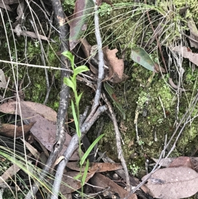 Bunochilus umbrinus (ACT) = Pterostylis umbrina (NSW) (Broad-sepaled Leafy Greenhood) by Tapirlord