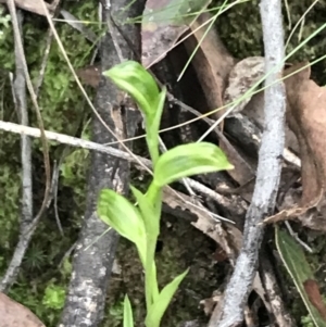 Bunochilus umbrinus (ACT) = Pterostylis umbrina (NSW) at suppressed - suppressed