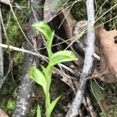 Bunochilus umbrinus (ACT) = Pterostylis umbrina (NSW) at suppressed - suppressed