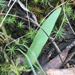 Glossodia major at Acton, ACT - 6 Aug 2022