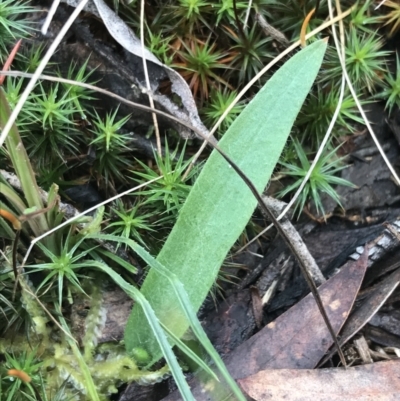 Glossodia major (Wax Lip Orchid) at Acton, ACT - 6 Aug 2022 by Tapirlord