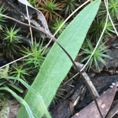 Glossodia major at Acton, ACT - 6 Aug 2022