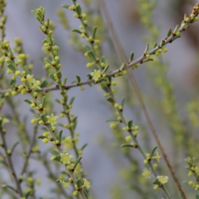 Phyllanthus occidentalis (Thyme Spurge) at Acton, ACT - 6 Aug 2022 by Tapirlord