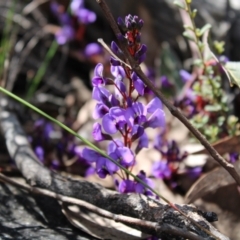 Hardenbergia violacea (False Sarsaparilla) at Acton, ACT - 6 Aug 2022 by Tapirlord