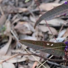 Hardenbergia violacea at Acton, ACT - 6 Aug 2022